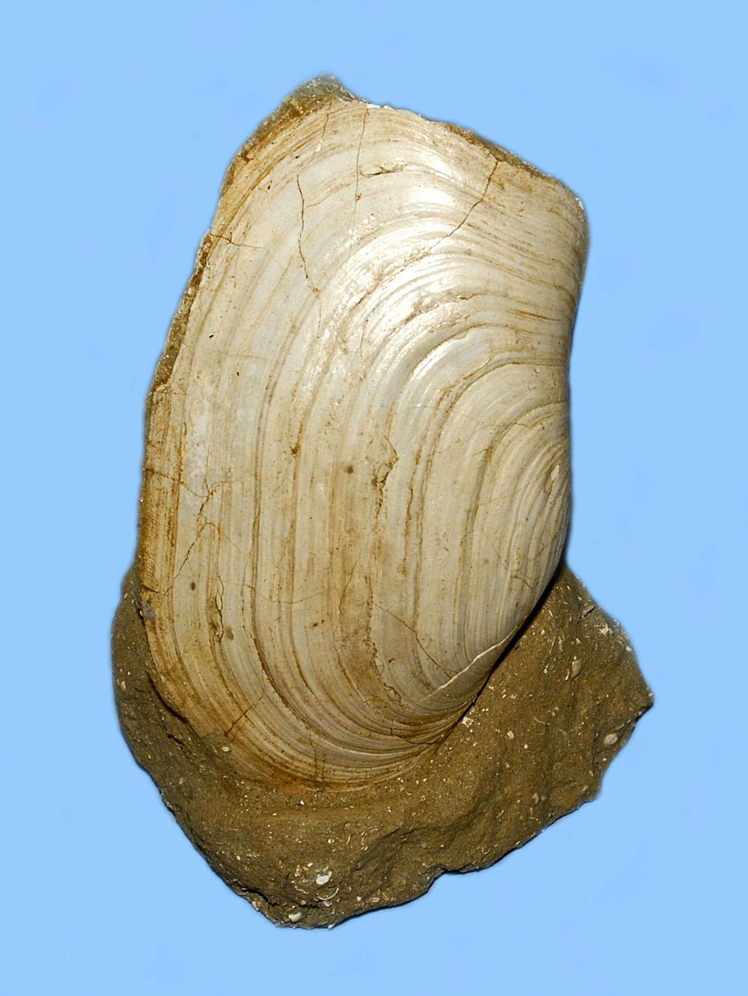 Image of Panopea glycimeris (Born 1778)