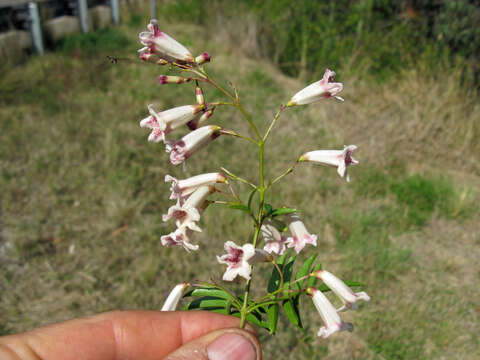 Imagem de Pandorea pandorana (Andr.) Steenis