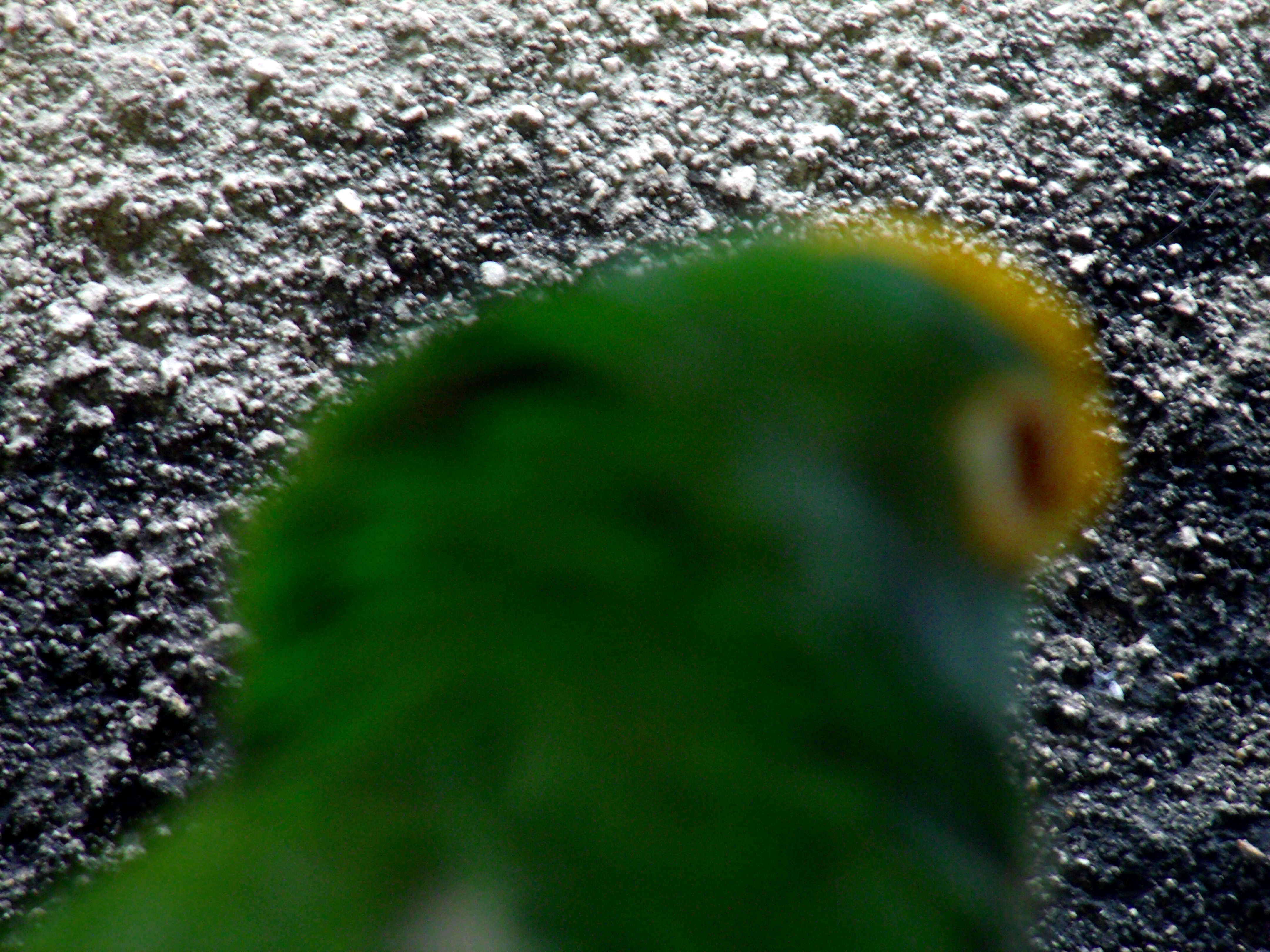 Image of Yellow-crowned Parrot, Yellow-crowned Amazon