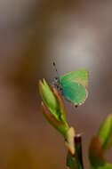 Plancia ëd Callophrys rubi (Linnaeus 1758)