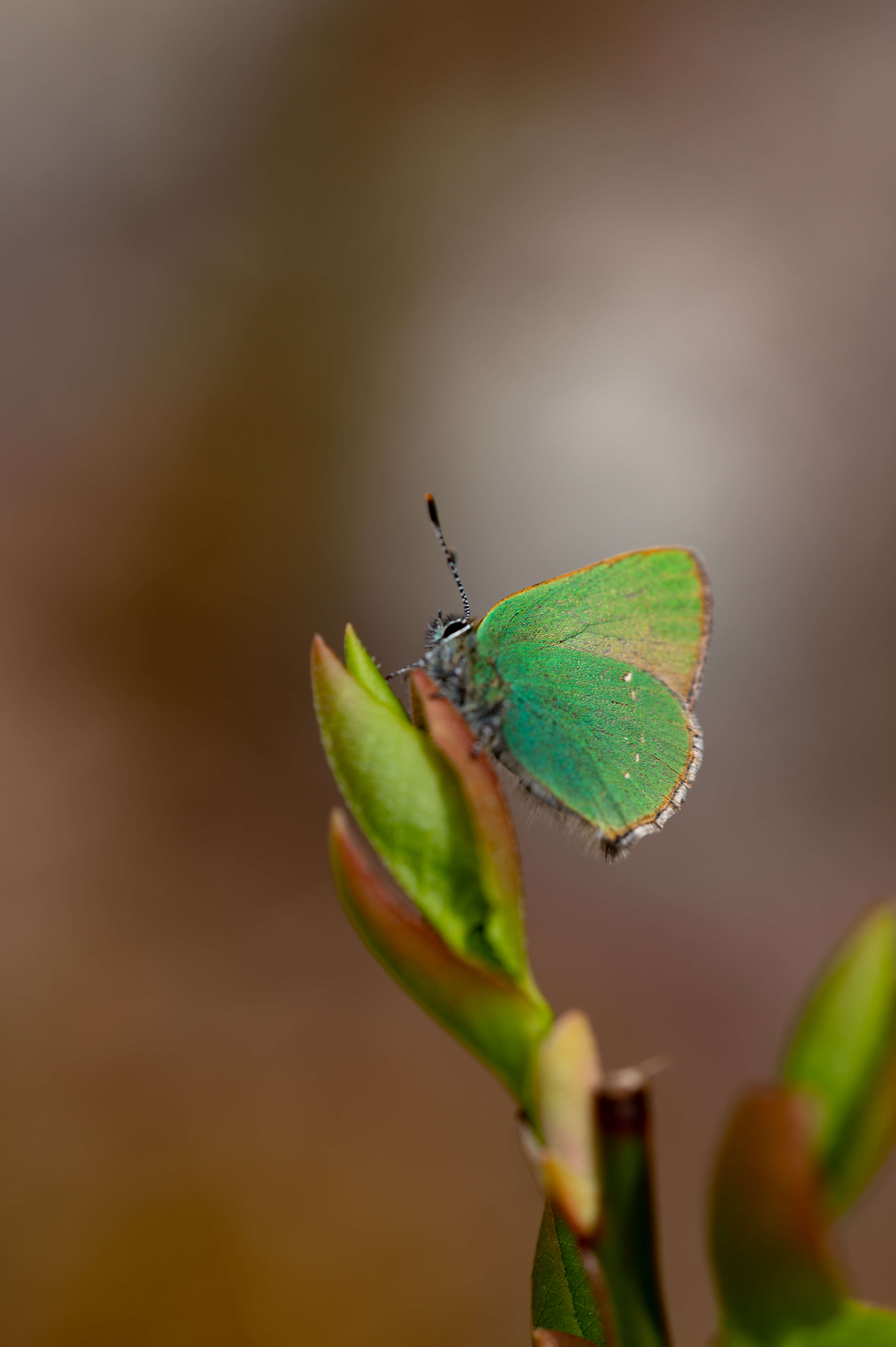 Plancia ëd Callophrys rubi (Linnaeus 1758)