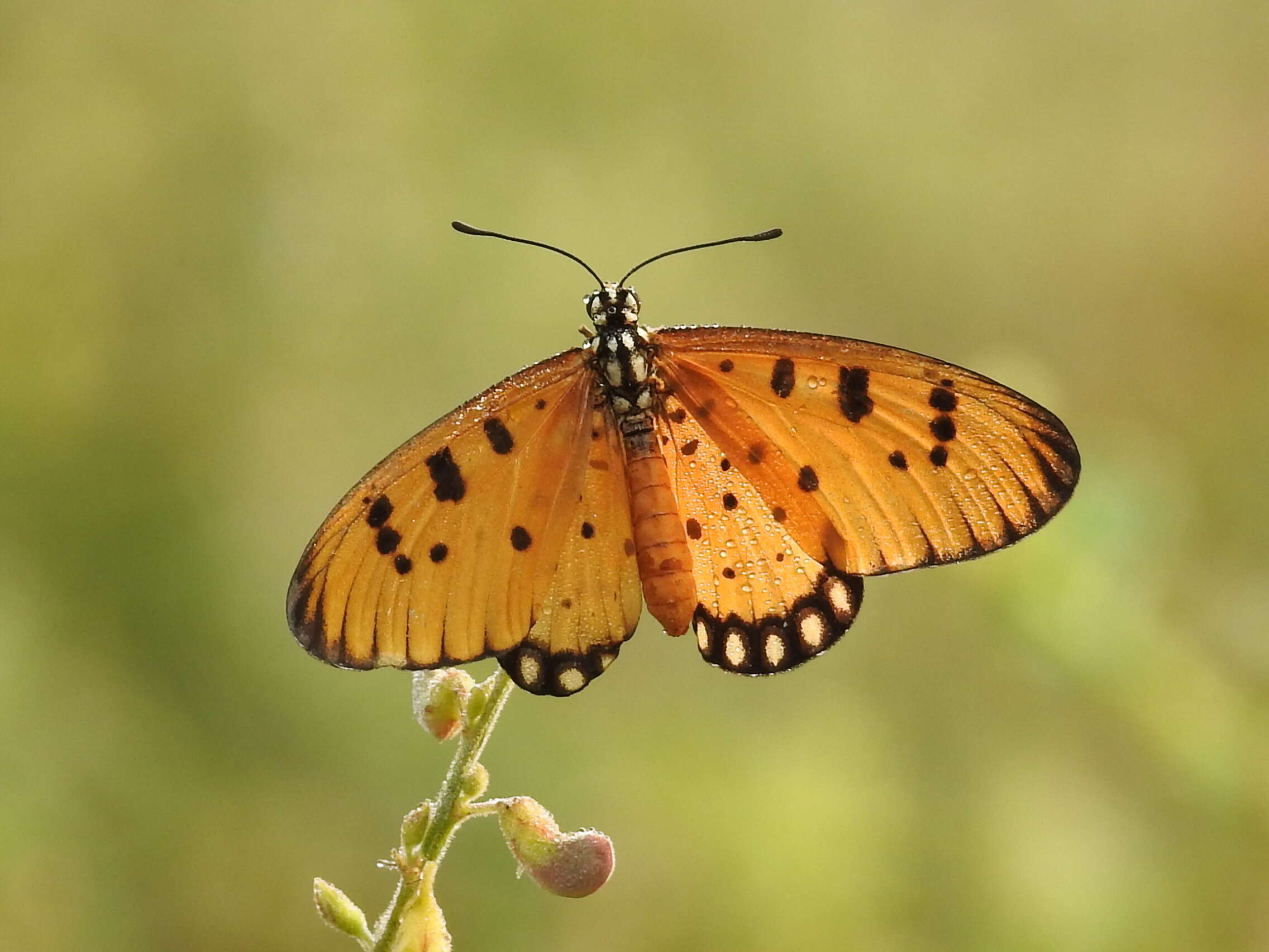 Image of Acraea terpsicore