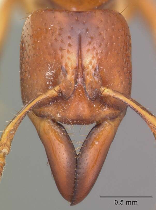 Imagem de Centromyrmex praedator