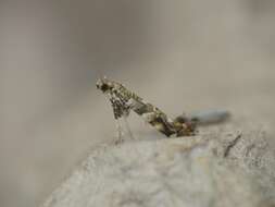 Image of privet leaf miner