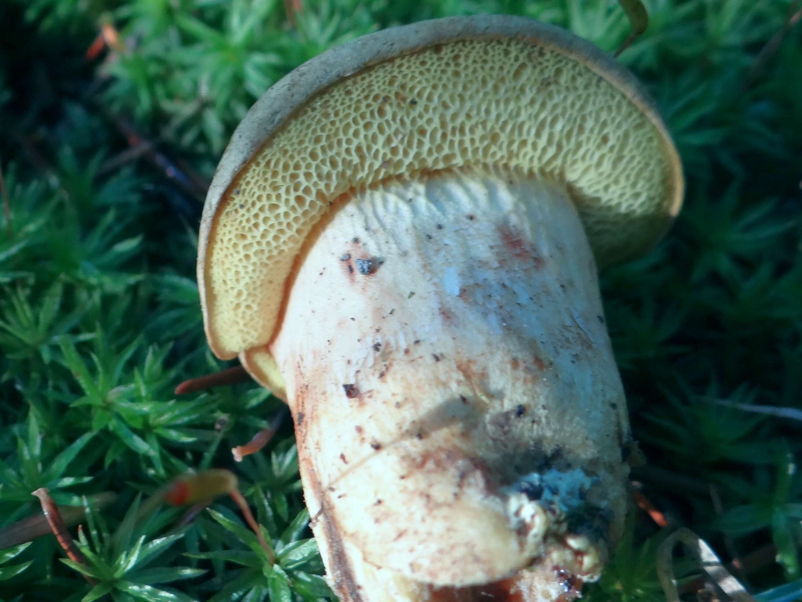 Image of Iodine bolete