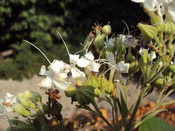 Image of Clerodendrum infortunatum L.