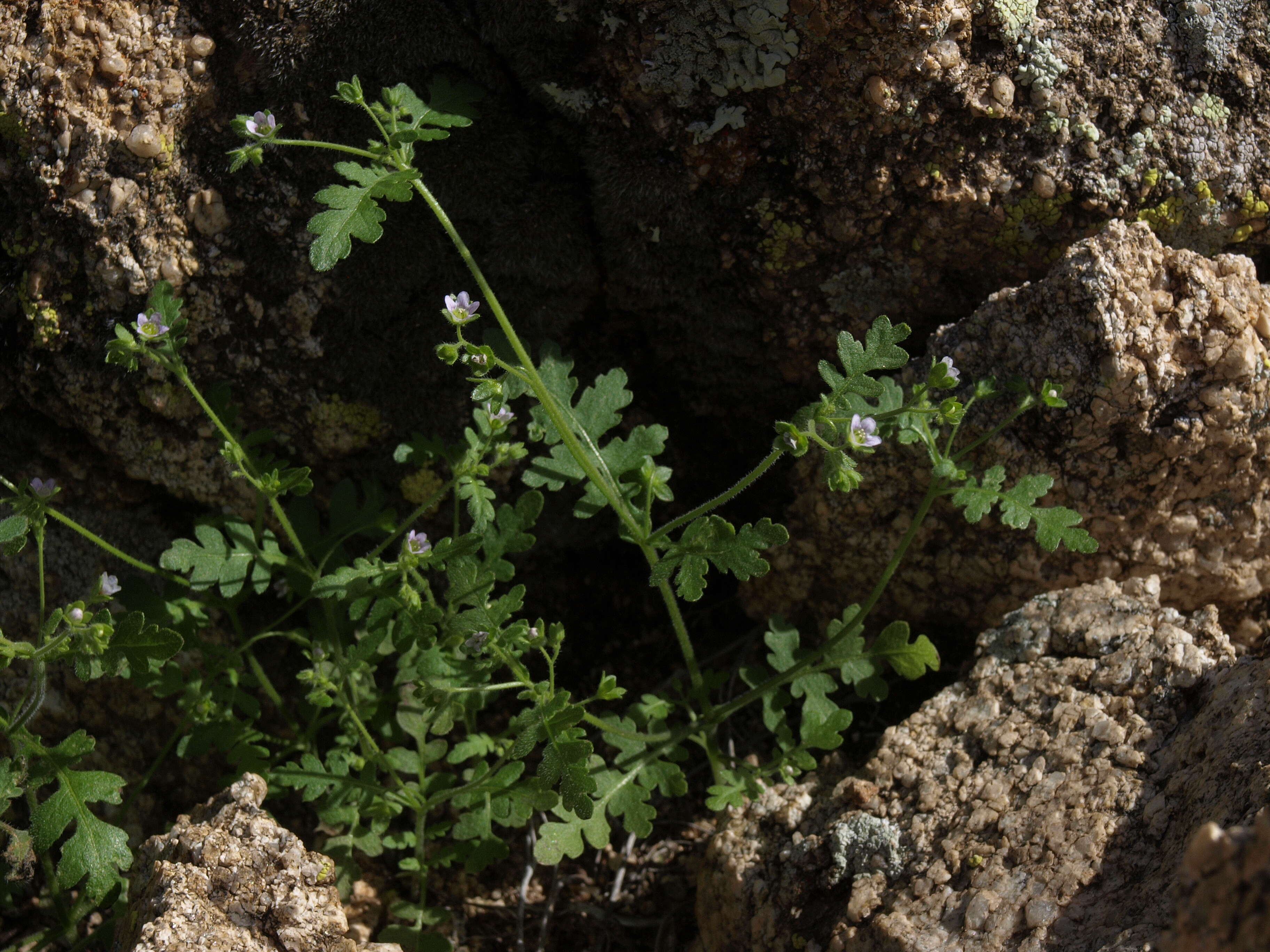 Image de Eucrypta chrysanthemifolia (Benth.) Greene