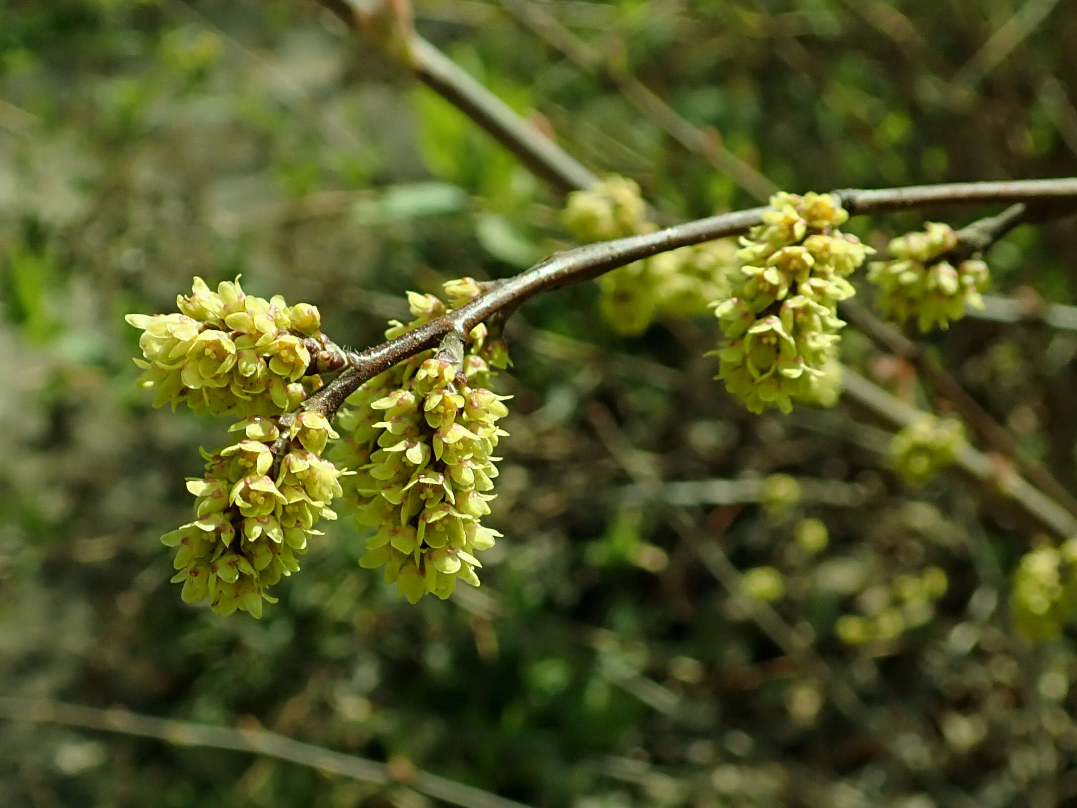 Image of fragrant sumac
