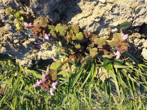 Image of purple archangel