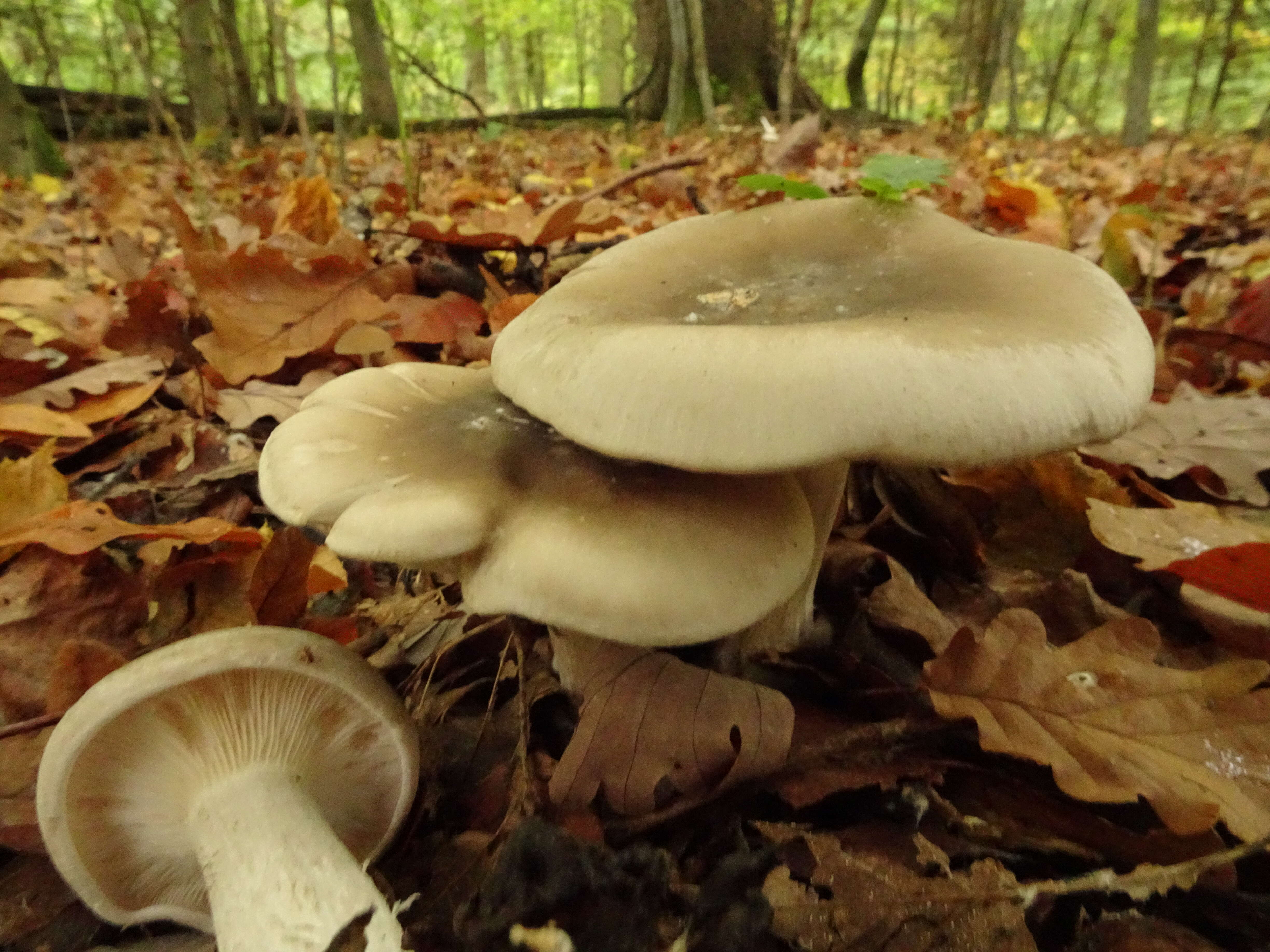 Image of Clitocybe nebularis (Batsch) P. Kumm. 1871