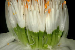 Imagem de Haemanthus albiflos Jacq.