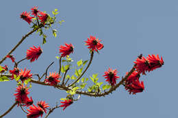 Image of Common Coral tree