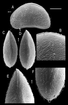 Image of Potamocypris arcuata