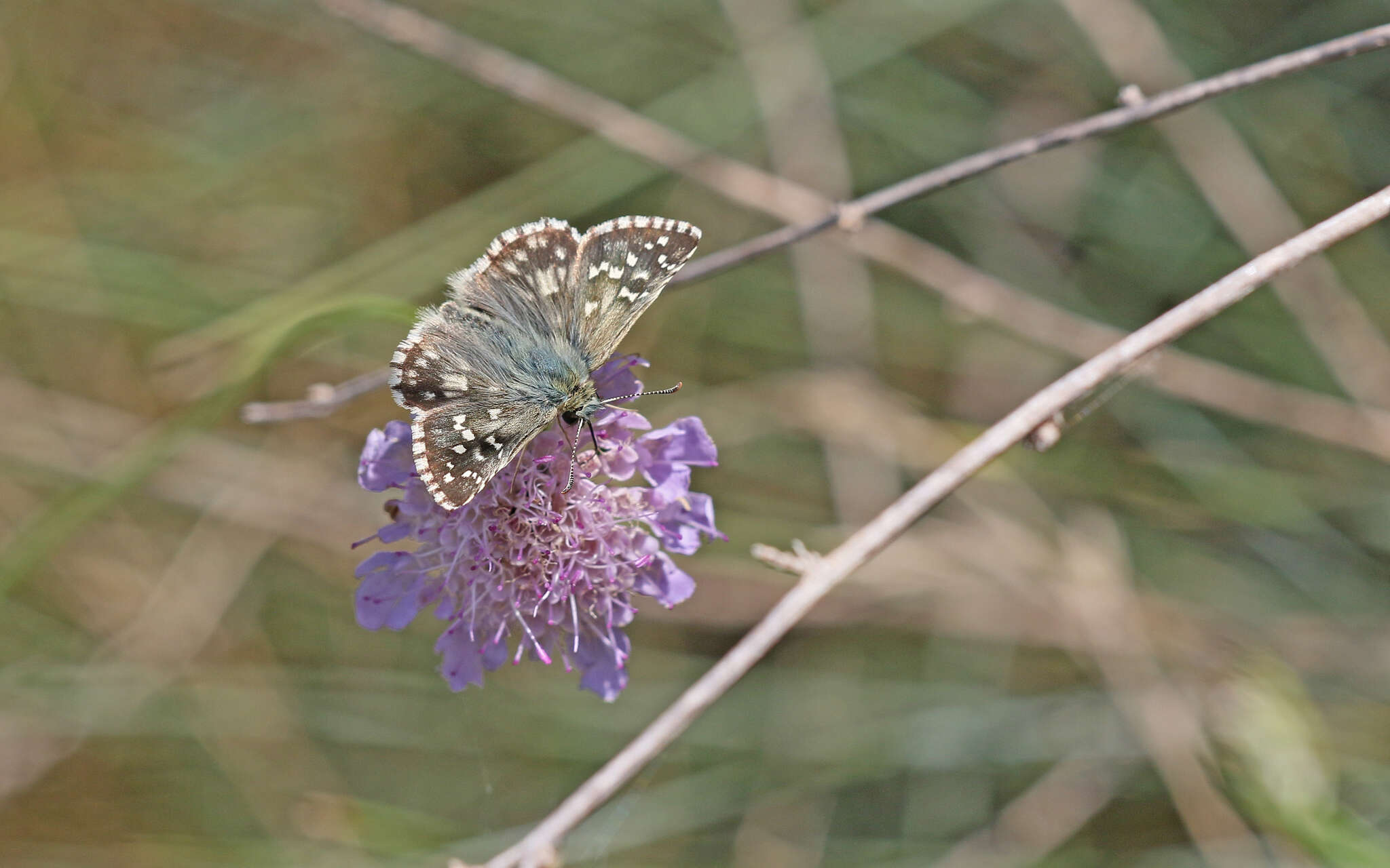 Image of large grizzled skipper