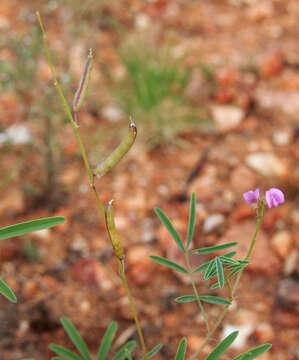 Image of Silky Glycine