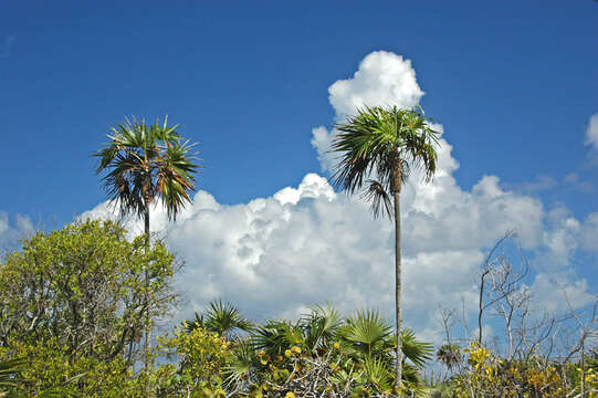 Image of Florida silver palm