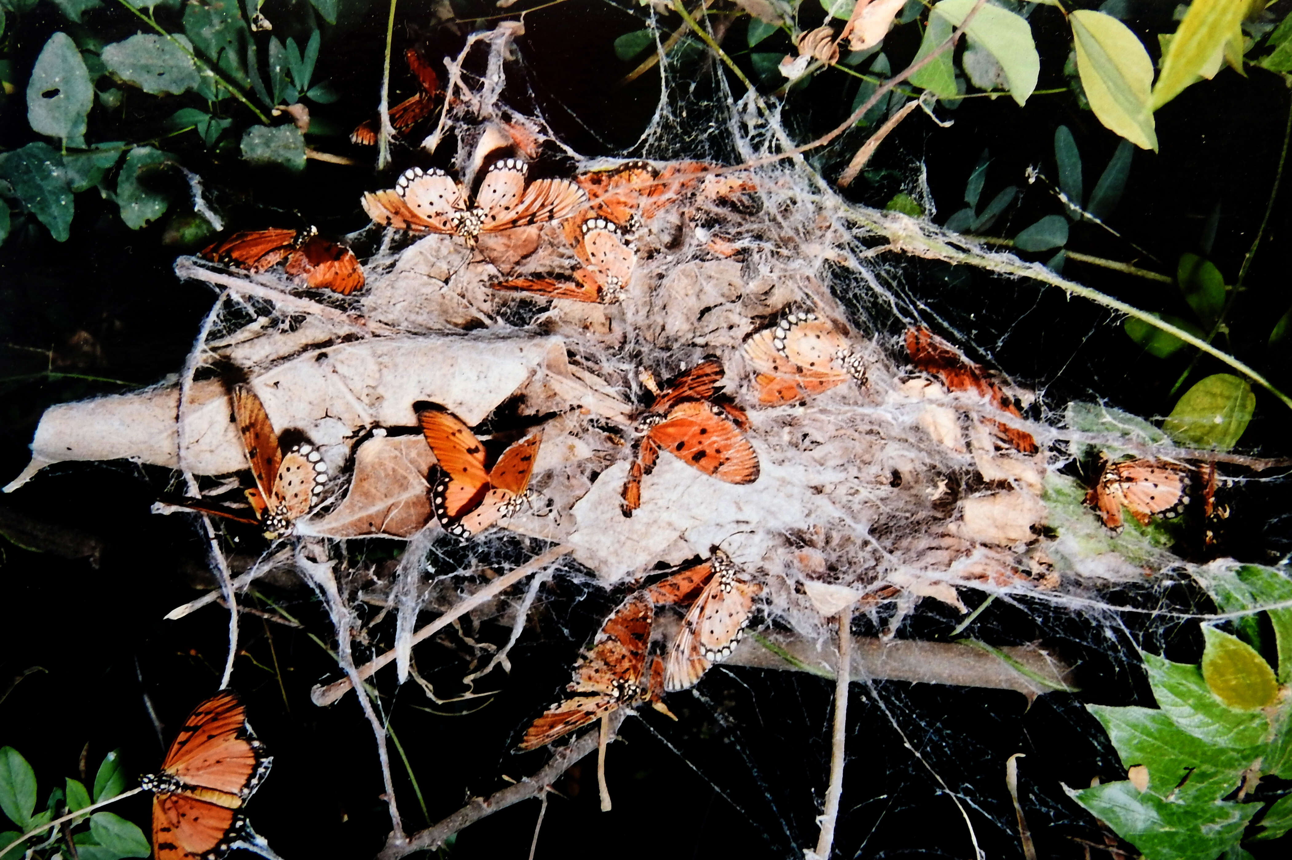 Image of Acraea terpsicore