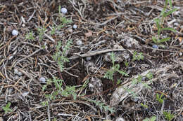 Image de Phacelia ivesiana Torr.