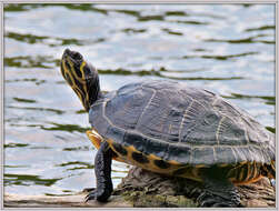 Image of yellow-bellied slider