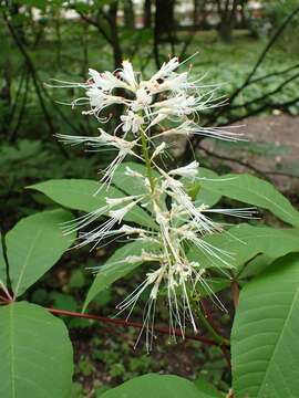 Imagem de Aesculus parviflora Walt.