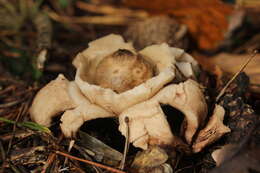 Image of Collared Earthstar