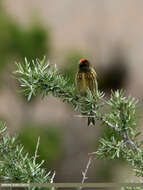 Image of Fire-fronted Serin