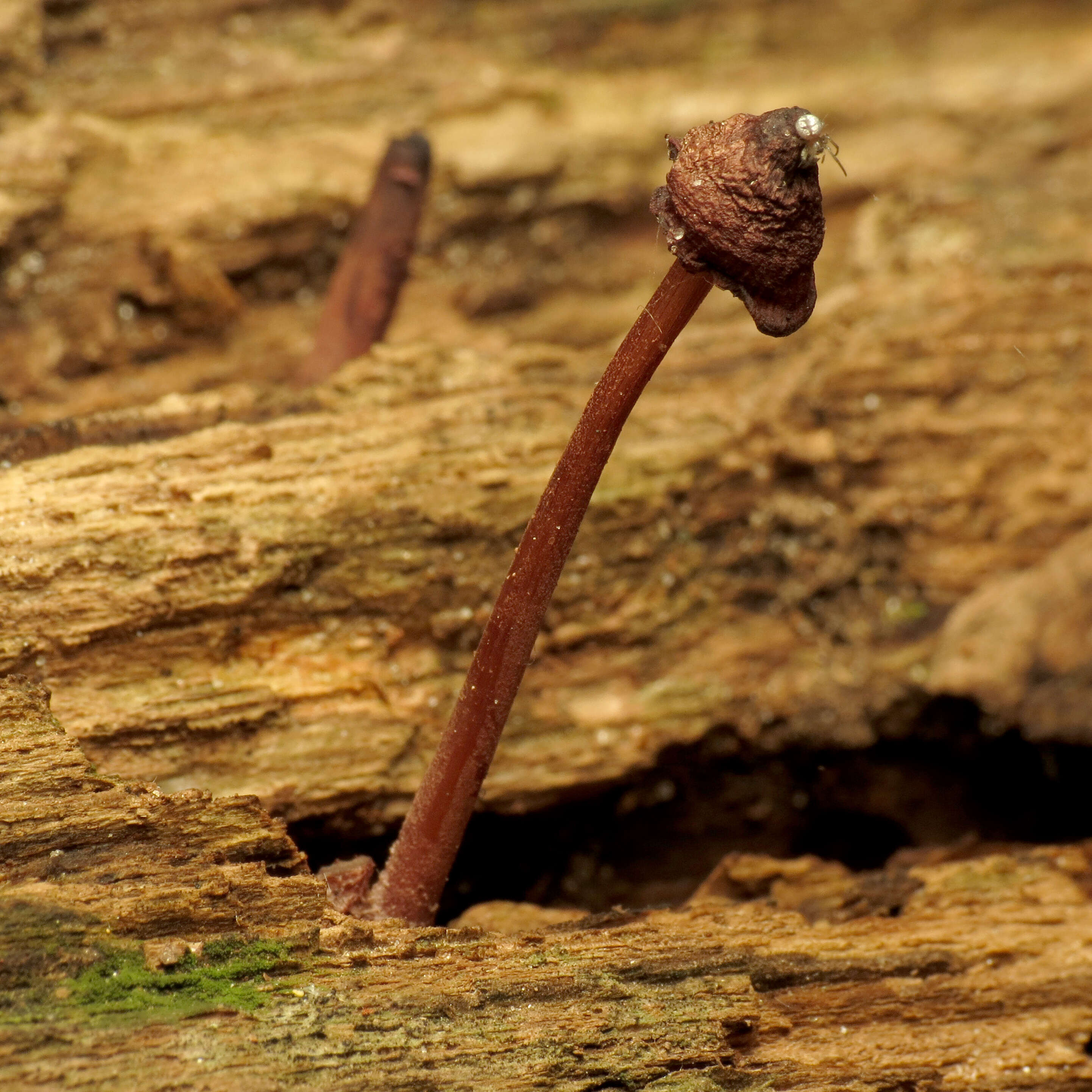 Image of Mycena haematopus (Pers.) P. Kumm. 1871