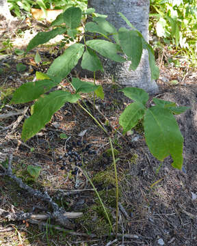 Image of wild sarsaparilla