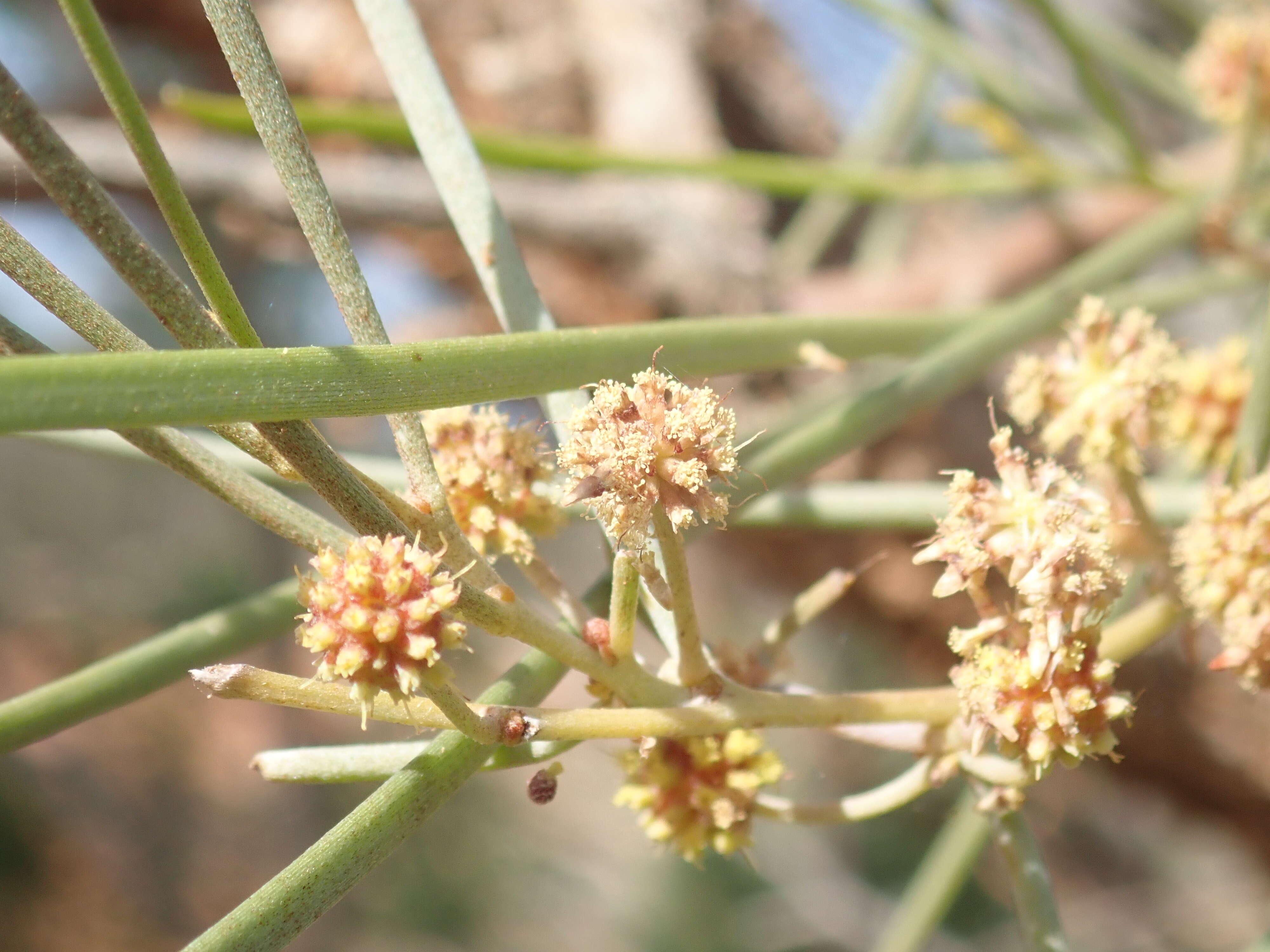 Image of Acacia coriacea subsp. sericophylla