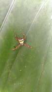 Image of St Andrews cross spider