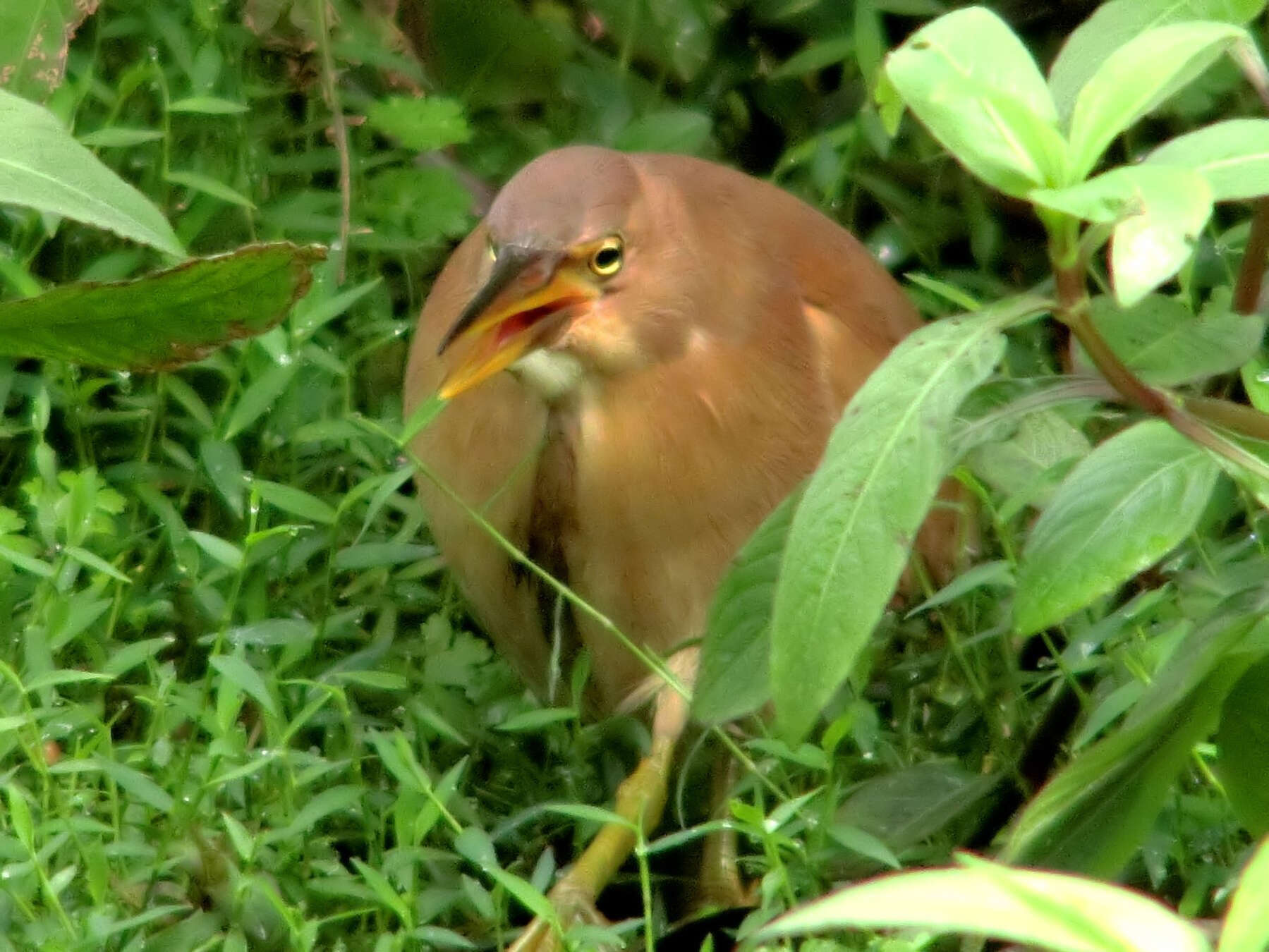 Image of Cinnamon Bittern