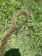 Image of Blacktail Rattlesnake