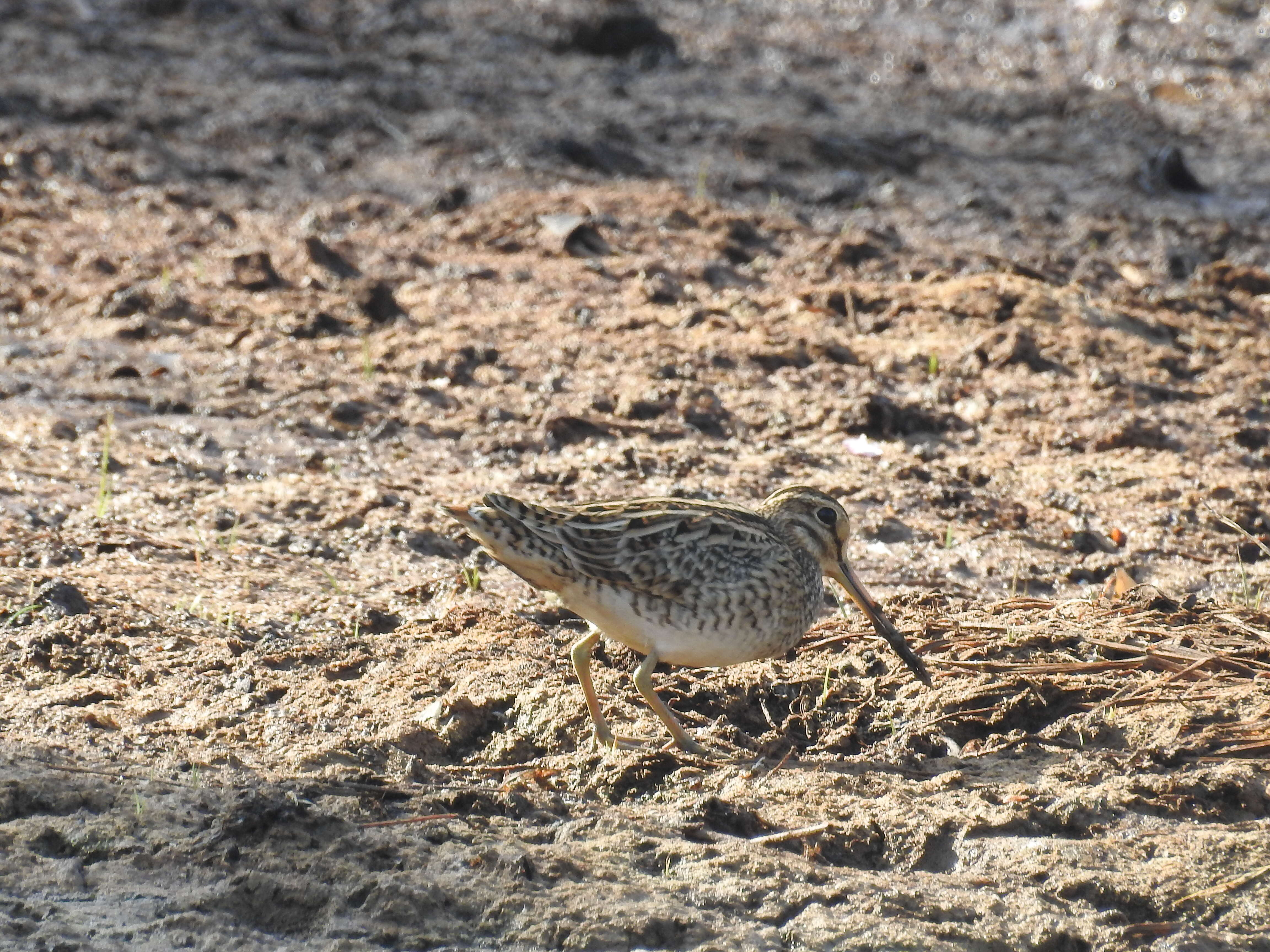 Image of Pin-tailed Snipe