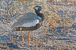 Image of Southern Black Bustard