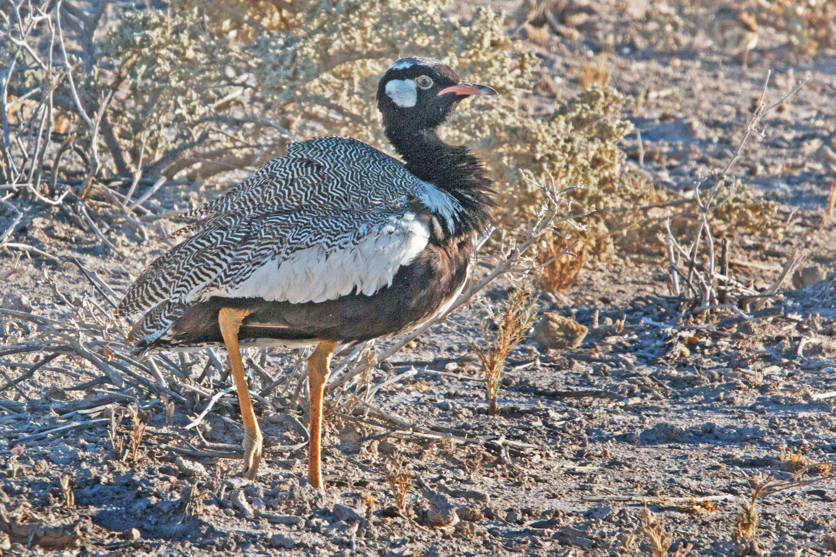 Image of Southern Black Bustard