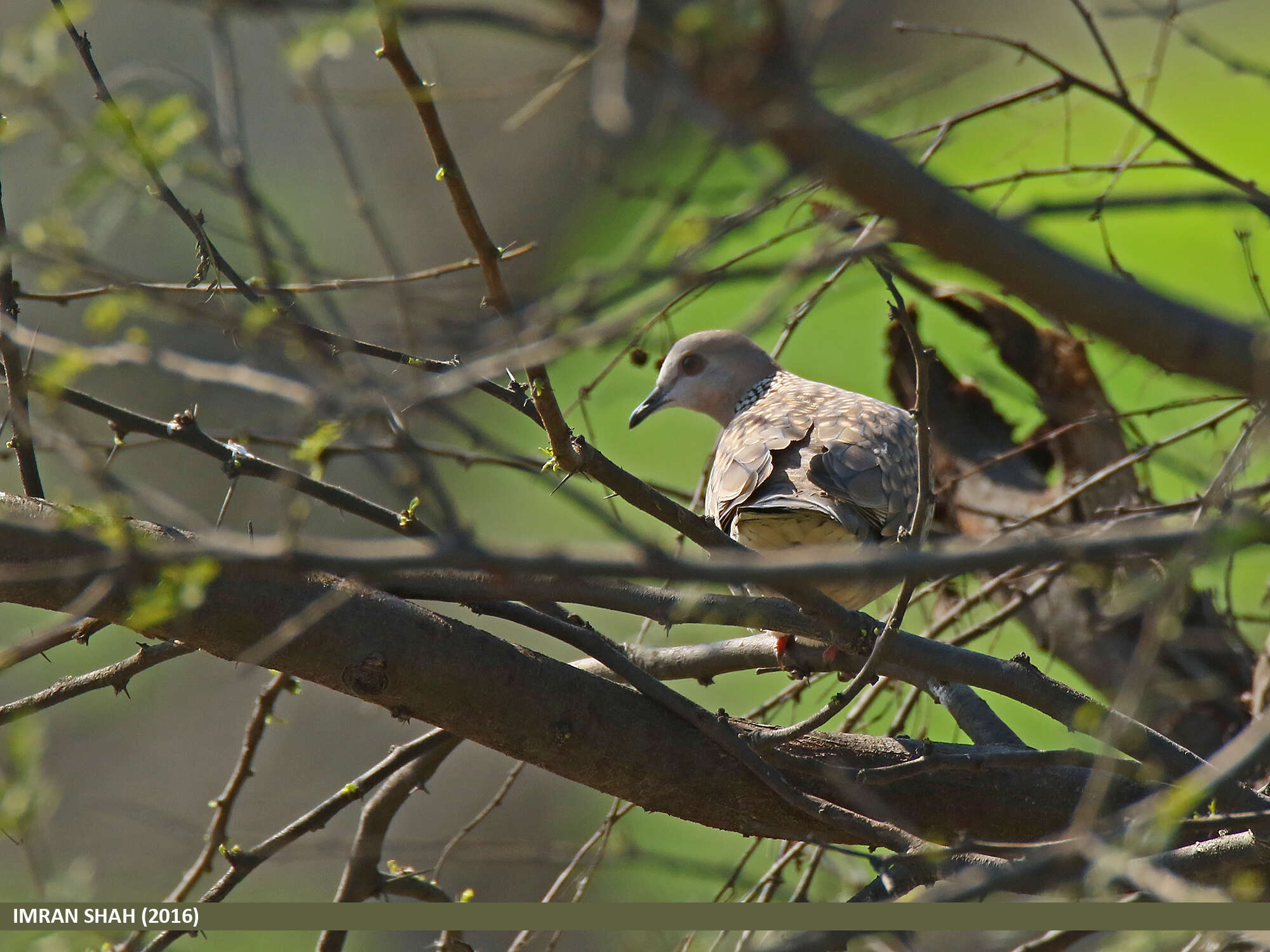 Image of Eastern Spotted Dove