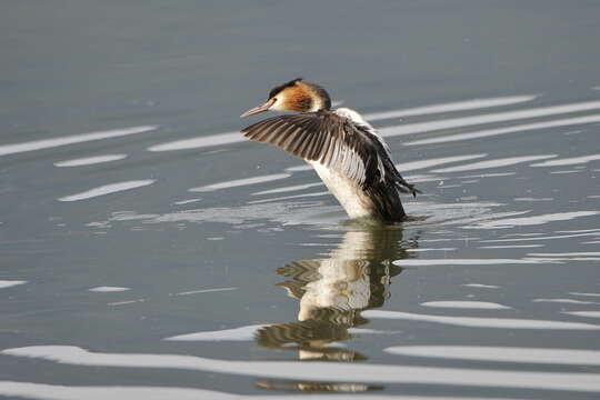 Image of Podiceps Latham 1787