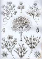 Image of Phalansterium Cienkowski 1870