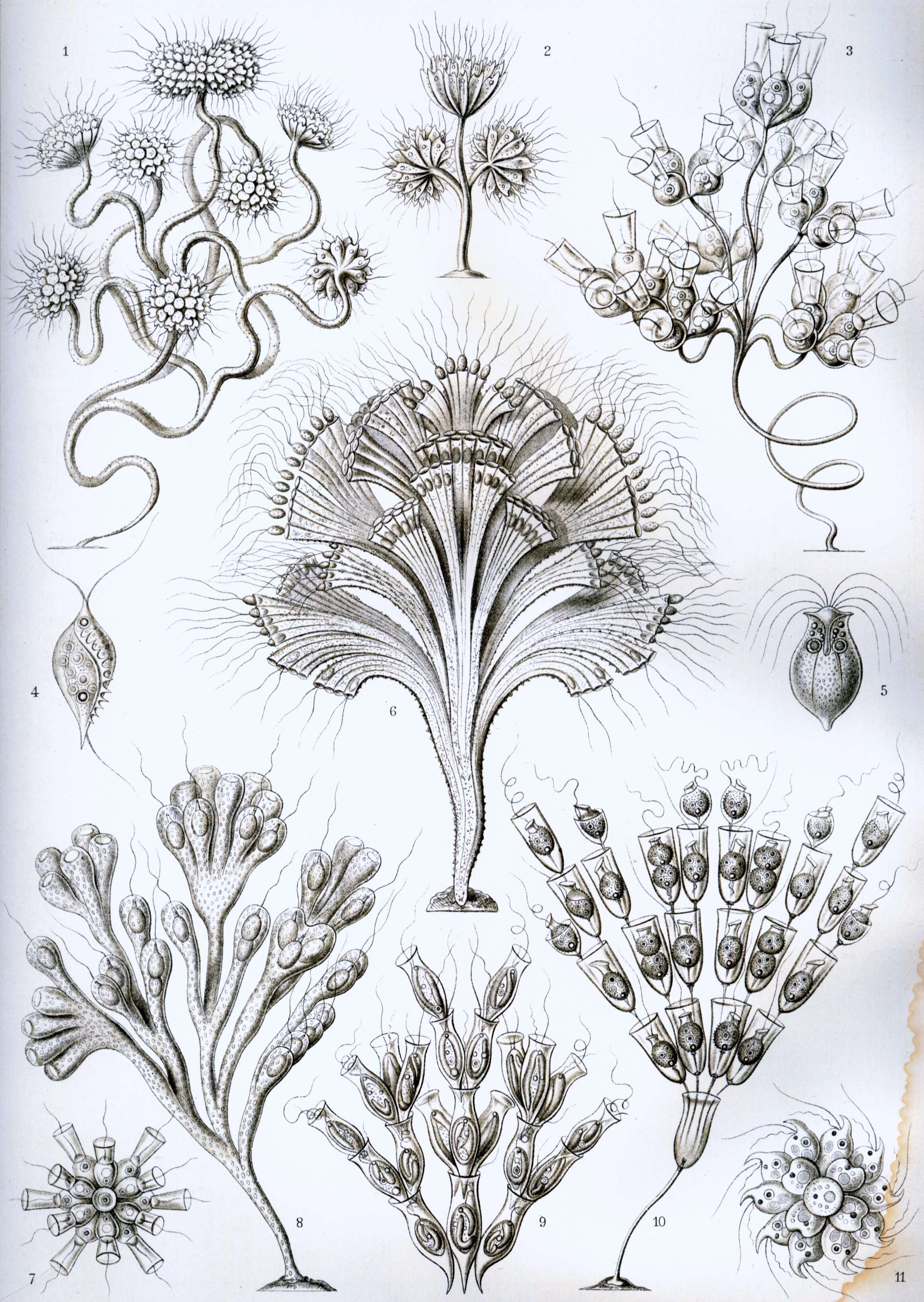 Imagem de Phalansterium Cienkowski 1870