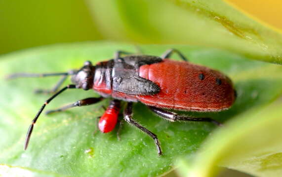 صورة Arocatus rusticus (Stal & C. 1867)