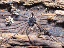 Image of Pantopsalis listeri