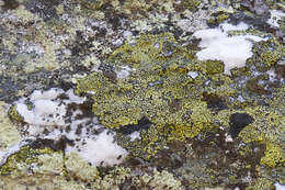 Image of Yellow map lichen;   World map lichen