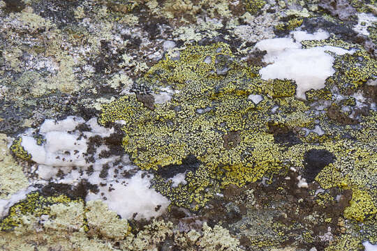 Image of Yellow map lichen;   World map lichen