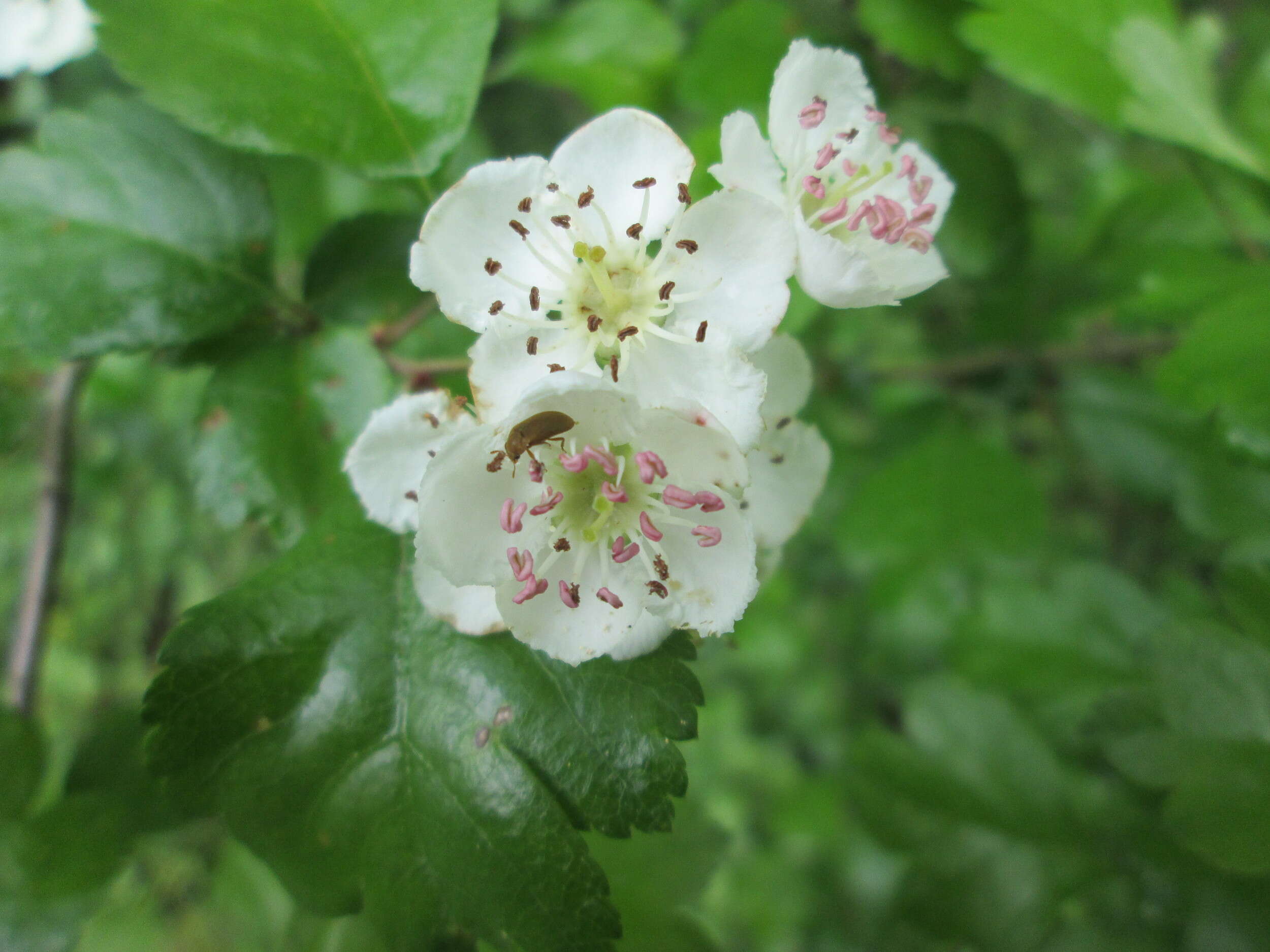 Image of Midland Hawthorn