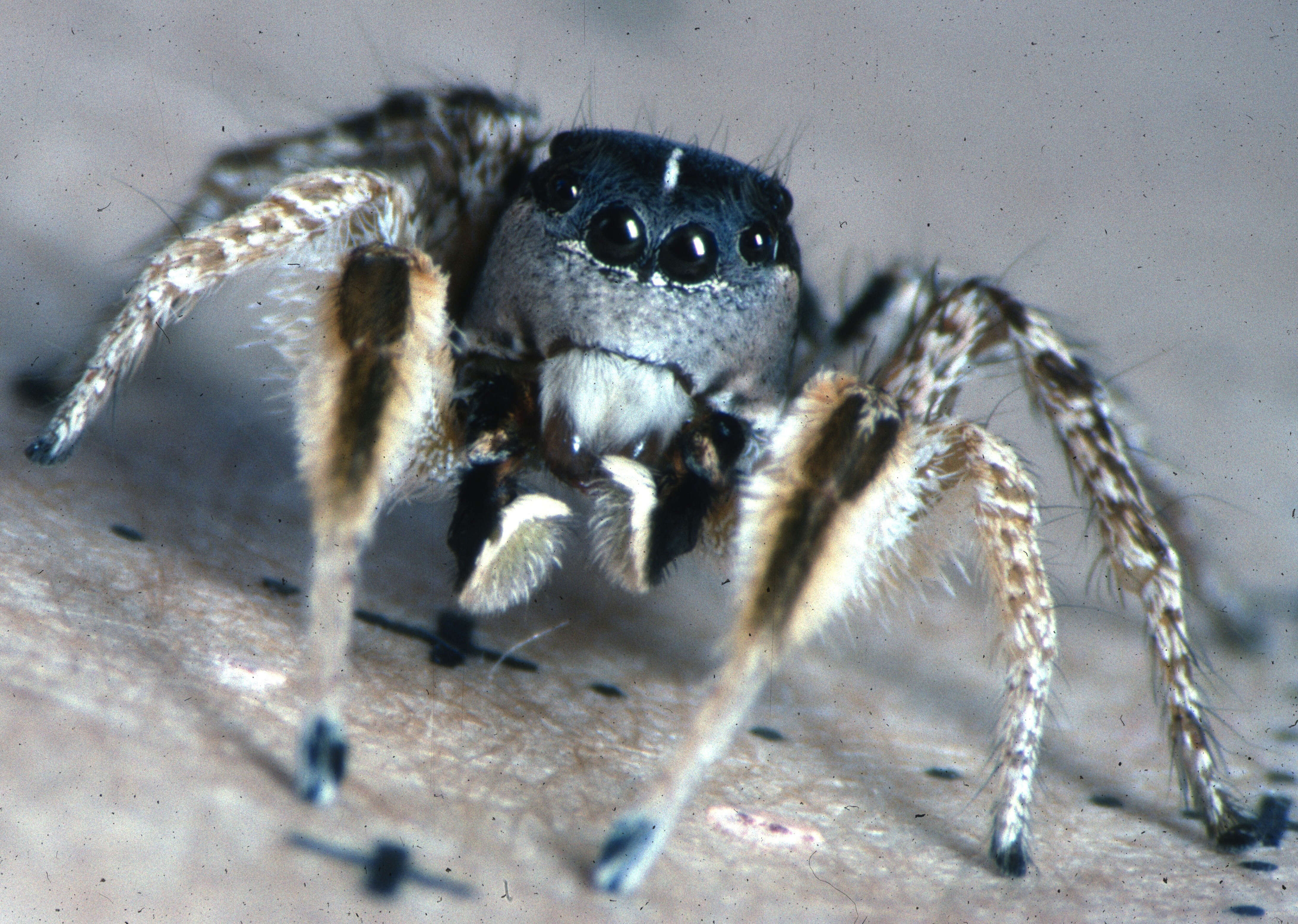 Image of Jumping spider