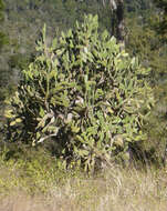 Image of Velvety tree pear