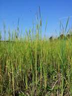 Image of graceful cattail