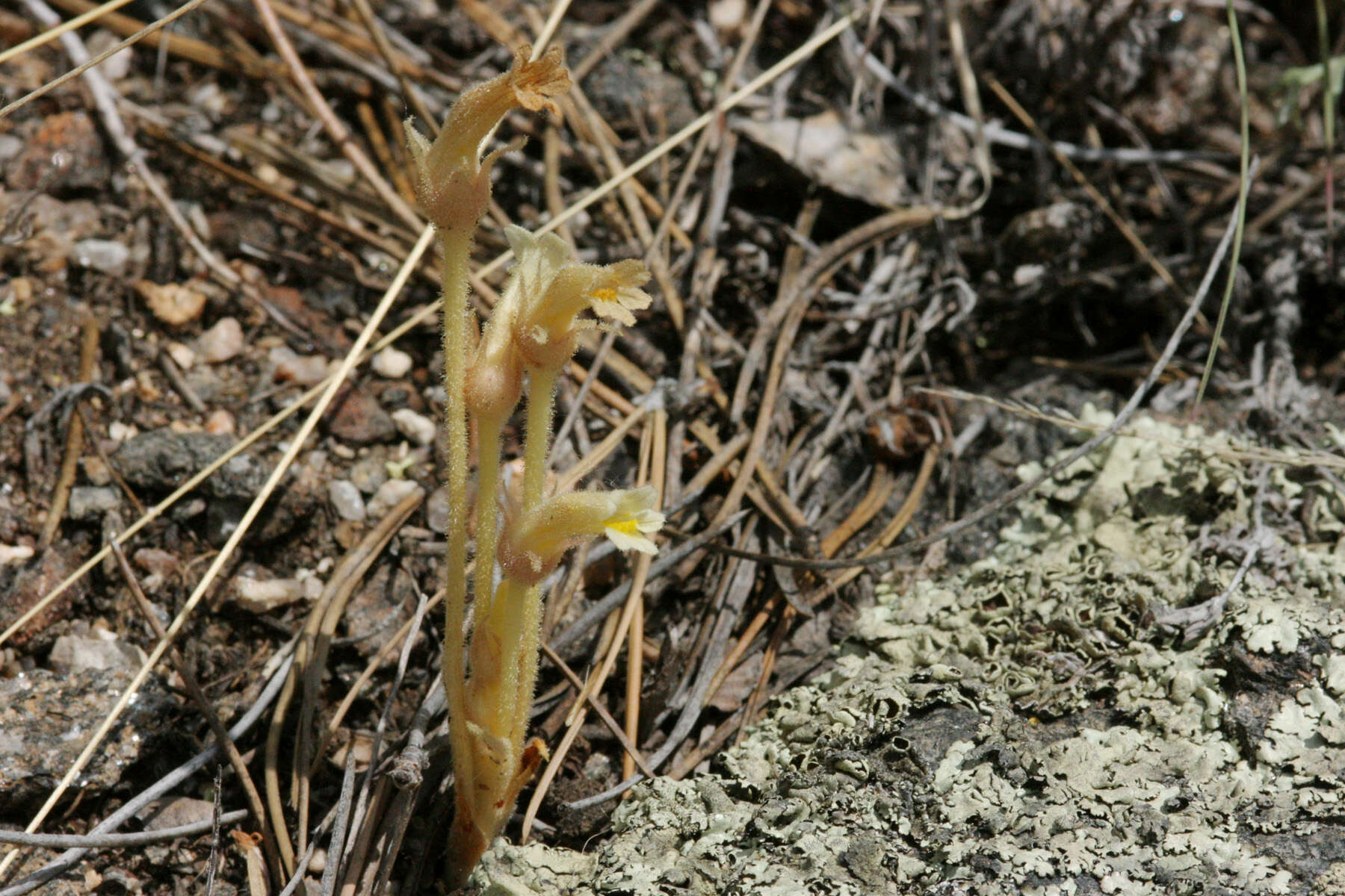 Image of clustered broomrape