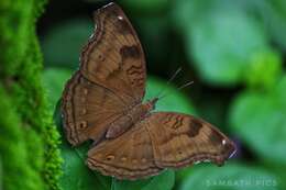 Image of chocolate pansy