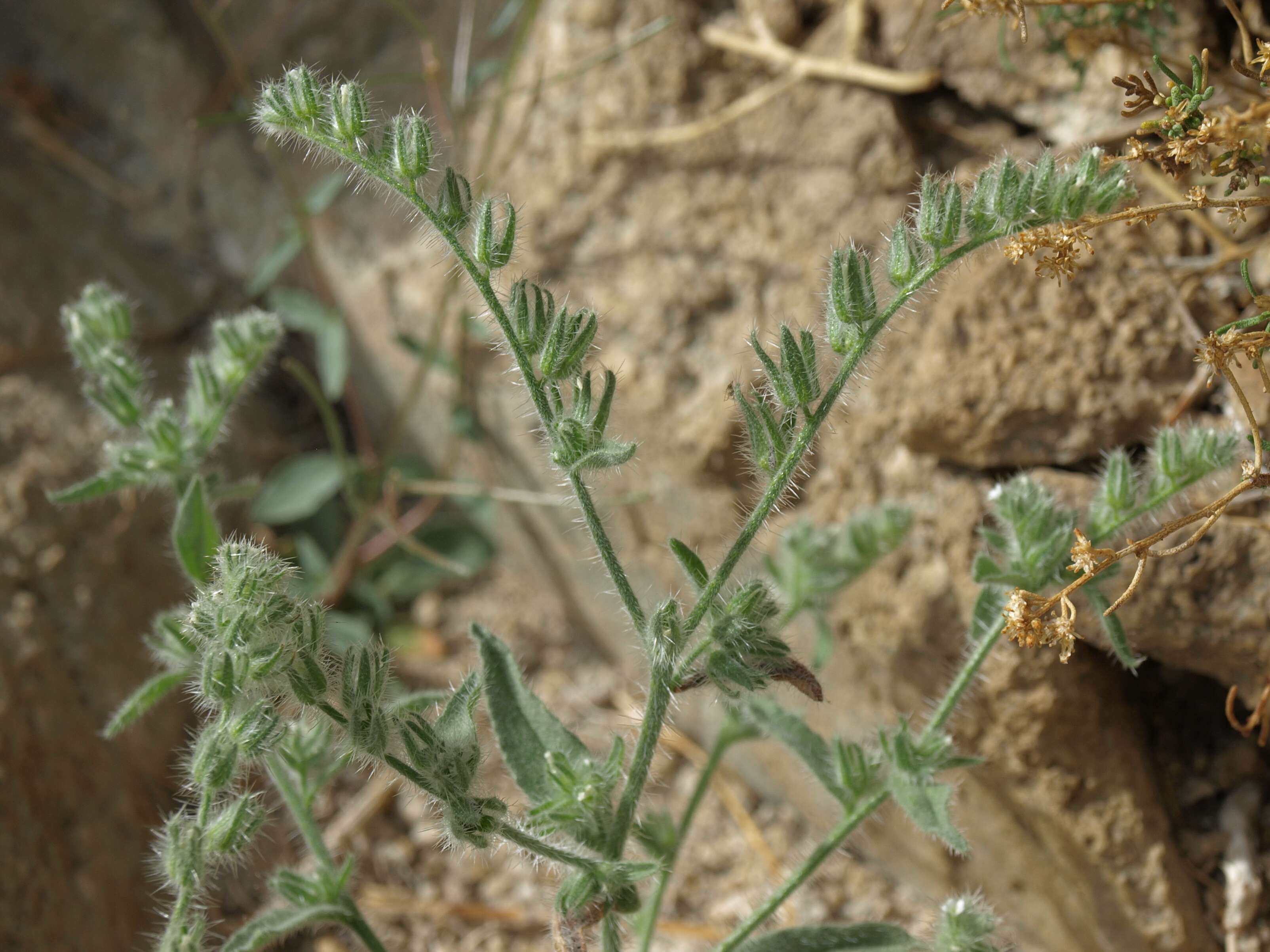 Слика од Plagiobothrys jonesii A. Gray